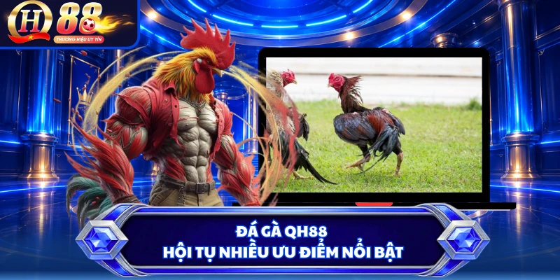 Đá gà QH88 hội tụ nhiều ưu điểm nổi bật